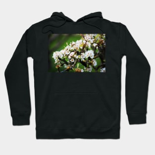 White Apple blossom Hoodie